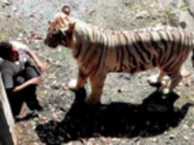 Youth mauled by white tiger in Delhi zoo