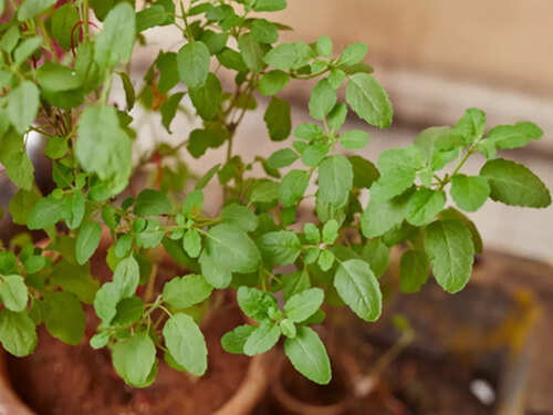 Rules to follow when having a Tulsi plant at home