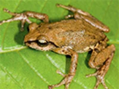 New frog species found in Biligiri hills