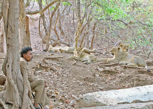 220 wildlife trackers in Gir get insurance cover
