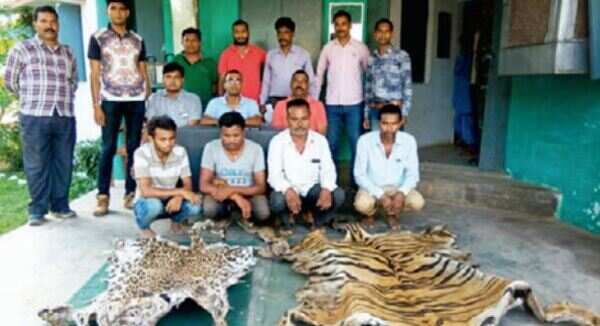 Tree plantation drive leaves wild cats at the mercy of poachers
