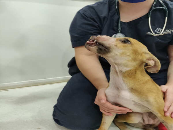 Mumbai: Puppy who was found mutilated gets ‘new snout’