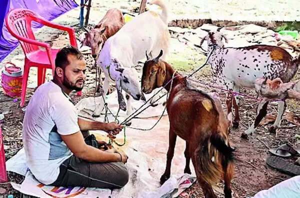Unique goats worth ₹10L each on sale in city