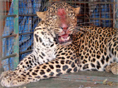 Leopard trapped; nights of terror end