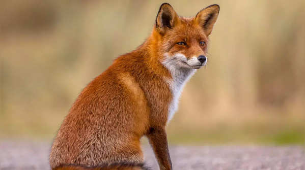 Fox  