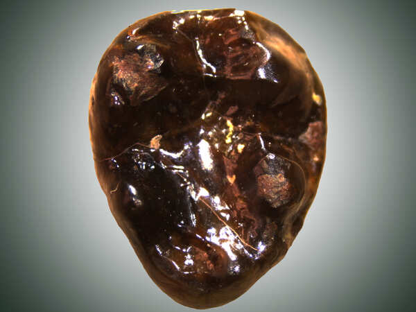 13-million-yr-old tooth found in J&K hills leads to discovery of new ape species in India