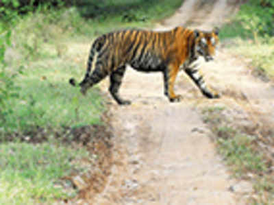 ‘Give us a break’ is the cry from Ranganathittu and Bandipur