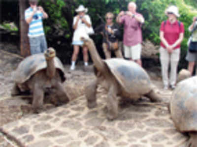 It’s a giant comeback for these tortoises