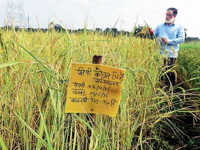 Palghar rice variety on brink of extinction: Wada kolam is fighting a losing battle