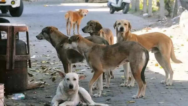 Mass dog killings rock Telangana: ‘300 stray canines’ given lethal injections; sarpanches among 9 booked