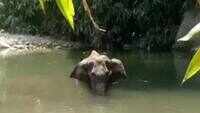 Kerala pregnant elephant killing: Preliminary post-mortem reports out 