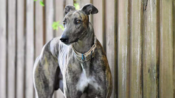 Greyhound