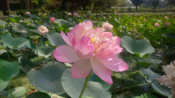 PM Modi gifts NBRI curated ‘Namoh 108 Lotus’ to Vietnam president