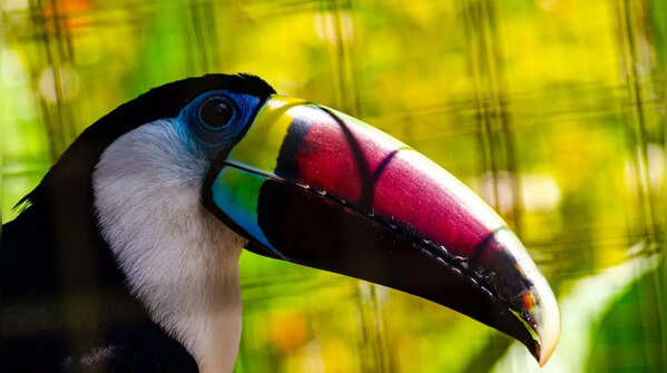 Beak colour can change