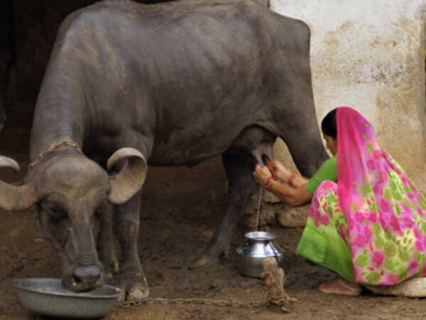 13 types of milk you did not know about!