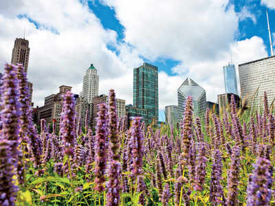 Inside Info: ‘Chicago looks stunning from Millennium Park’