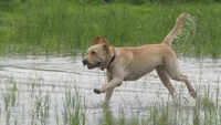 Four pet exercises that are ideal for the monsoon 