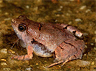 A tiny frog species discovered at Manipal, Mangaluru