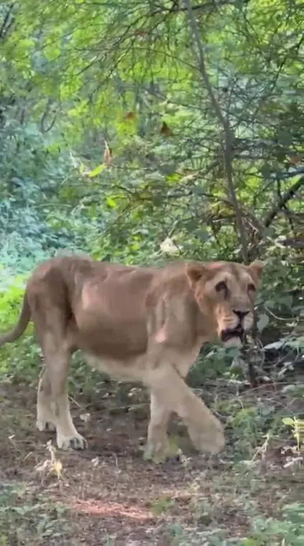 Tracker hurt as lioness turns aggressive during release in Amreli