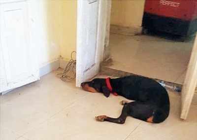 Inspector’s Dobermann ‘dogs’ complainants at police station