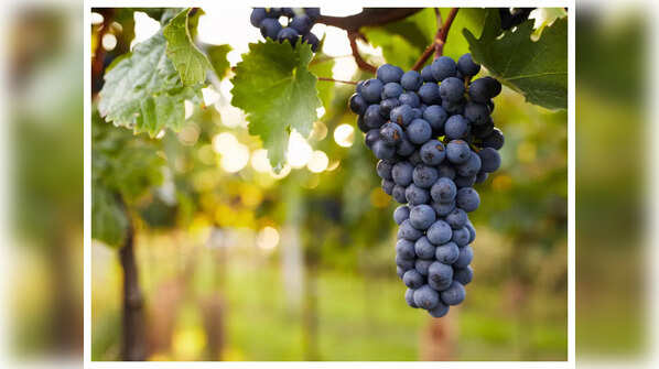 12 Grapes, Spain