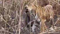 Curious tiger strolls off with villager&rsquo;s bag of mahua flowers