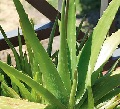 The greenskeeper: The bitter sweet truth about Aloe vera