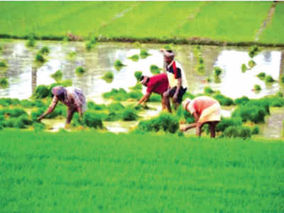 Reliance seals Karnataka rice deal, to pay above MSP