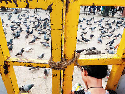 Mumbai Speaks: Free birds