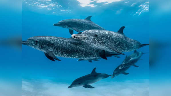 ​Atlantic spotted dolphins in the Bahamas