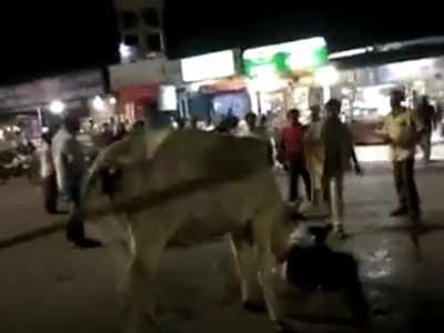 Cow attacks rickshaw puller in revenge for taking her calf’s carcass