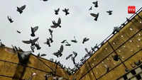 Kite flying on 'Makar Sankranti' leaves many birds injured 
