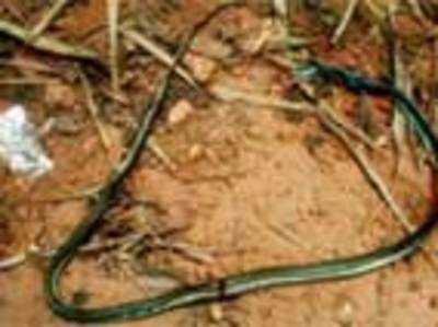 Roadkill rate of snakes on the rise in state