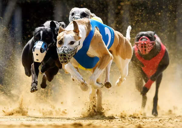 Kolhapur police stop illegal greyhound race after PETA complaint