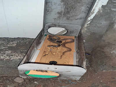 Bengaluru: Snakes getting glued on to rodent traps