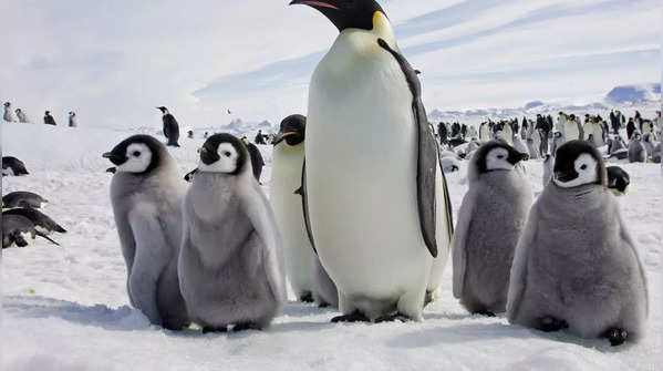 Emperor Penguins