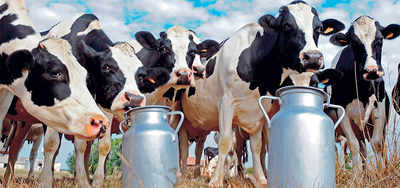 Milk federation now under RTI ambit