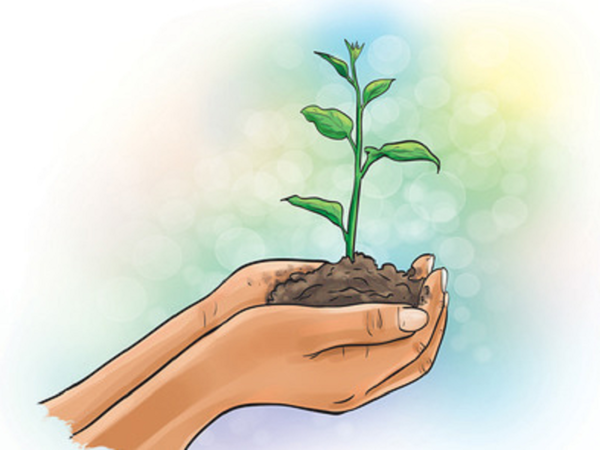 Eyewash? Why planting 10 saplings for every tree lost is not the answer