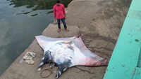 Visakhapatnam: Stingray fish weighing 1 tonne caught on first day after annual fishing ban 