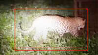 On cam: Forest dept rescues leopard from a village in Indore 