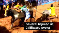 Tamil Nadu: 48 injured during Jallikattu event 