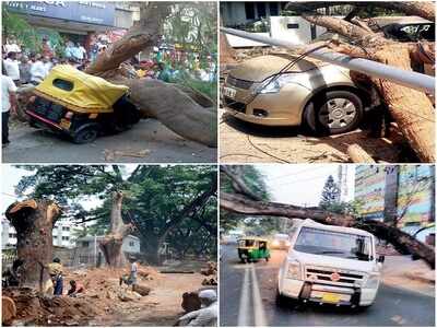 Rain of terror: BBMP hasn't paid tree cutting contractors for 2 years; diseased, dying trees pose a threat to Bengalureans