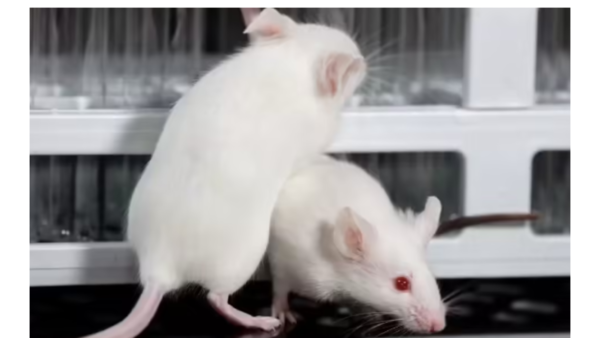 TN biotech firm to end all experiments on animals, to use virtual simulation software