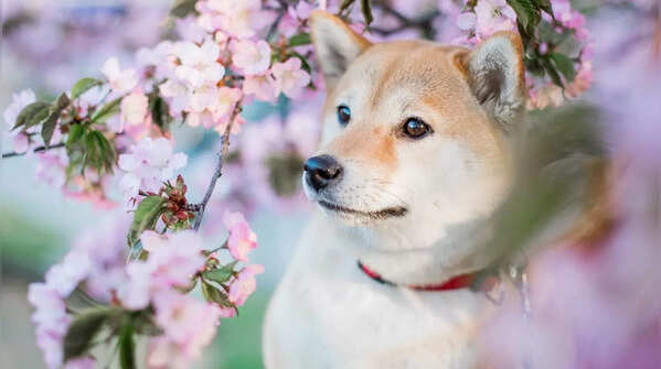 Cutest Asian dogs