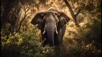 2 dead in elephant attacks in Jharkhand&rsquo;s Koderma, minor among victims