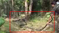 Watch: 15-ft-long King Cobra rescued by forest dept officials in Visakhapatnam 