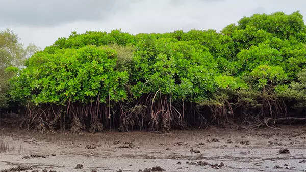 How India's coastal forests can earn millions of dollars