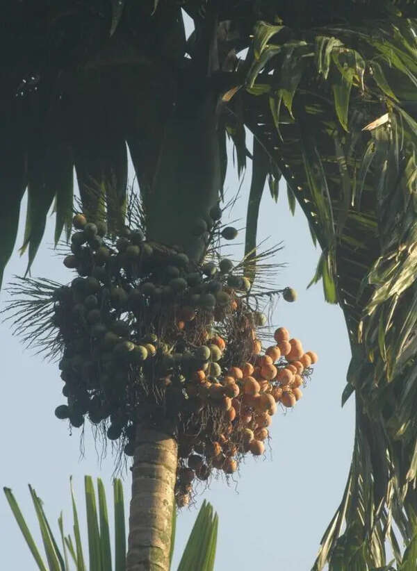 CPCRI to host arecanut leaf spot management meet in Sullia on April 29