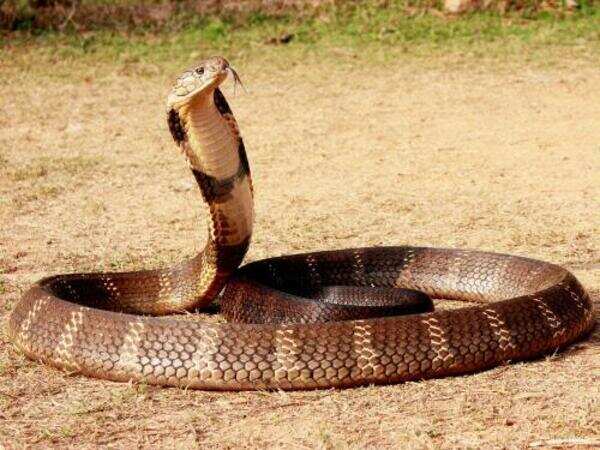 Robbed of habitat, snakes seek out urban dwellings