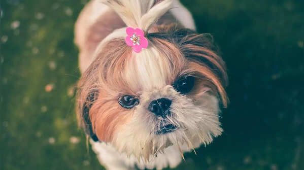Shih Tzu